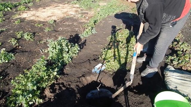 Пересадка не выстрелившего винограда и других культур смотреть онлайн