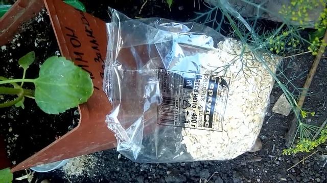Внекорневая подкормака винограда пролонгирующего воздействия. смотреть онлайн