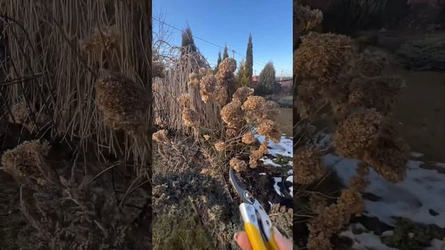 Как поднять обрезкой крону метельчатых гортензий на примере Лайм Лайтов смотреть онлайн
