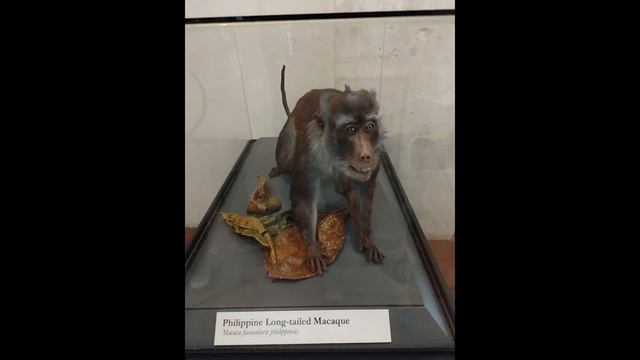 National Museum in Bohol | Blood Compact | Tagbilaran City, Bohol смотреть онлайн