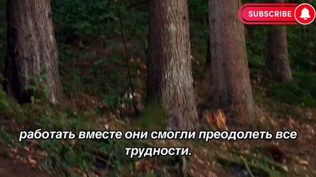 Белки стрелки-Истории для детей смотреть онлайн