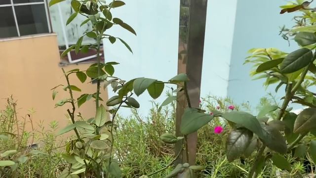Một Thìa Duy Nhất Giúp Hoa Hồng Ra Nhiều Hoa Và Không Bị Nấm Vào Mùa Mưa смотреть онлайн