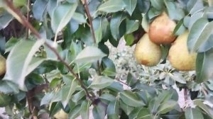 Груша генерал Леклерк.