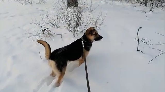 Знакомство с моими питомцами) Прогулки в зимнем лесу. Где белки? Что построили в лесу? смотреть онлайн