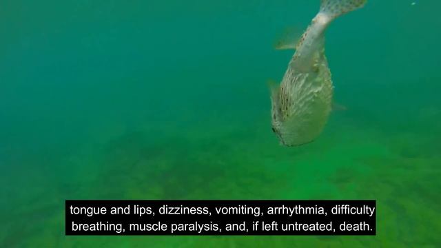 Ten Most Terrifying Animals | Talk To Me! смотреть онлайн