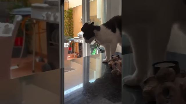 Как же он чувствует #shorts