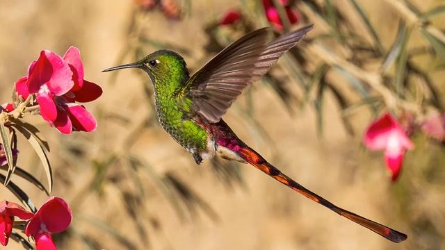 Встреча по КОЛИБРИтрейд от Светланы Бондаренко смотреть онлайн