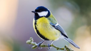 Рисование гуашью «Синичка на ветке» для детей 4 лет