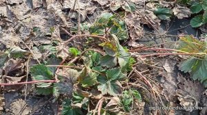 Уход за клубникой весной, после зимы.