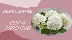Сера и гортензии 🌺🌿