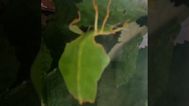 The Art of Mimicry: Phyllium giganteum! смотреть онлайн