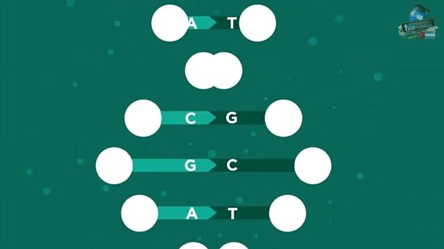 The Human Genome Project | Genetics | Biology | AddyESchool смотреть онлайн