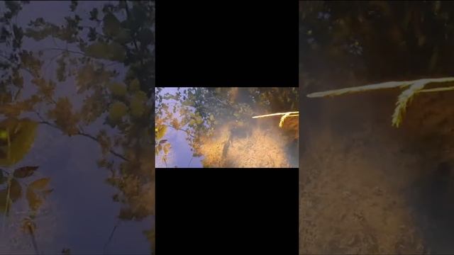 Маленький милый тритон смотреть онлайн