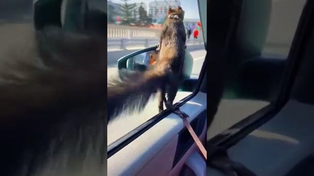 Белка обажает кататься в машине смотреть онлайн