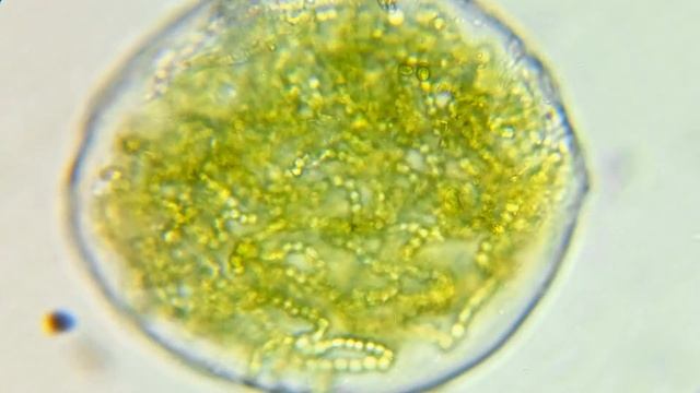 Nostoc Commune (Cianobacteria)