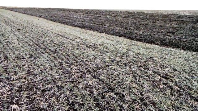 Внесення селітри по пшениці. смотреть онлайн