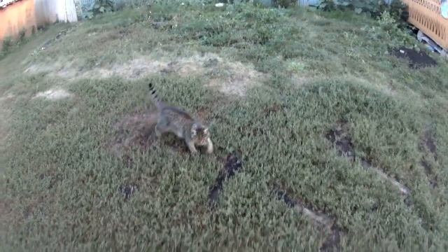 Камера в разное время с котом смотреть онлайн