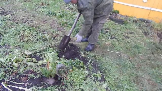 Черенки роз в землю под пятилитровую посуду на зимовку смотреть онлайн