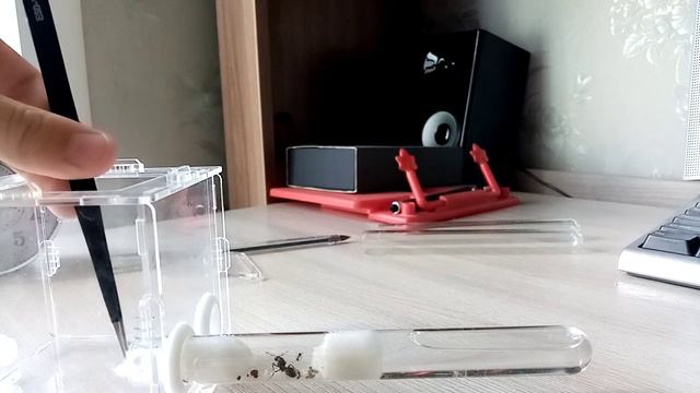 Муравьи с нуля-Мессор Структор/подключение арены. смотреть онлайн