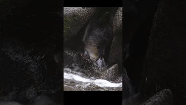 Братан прячется как патрульный смотреть онлайн