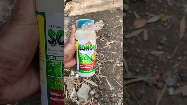 terbaru !!! herbisida sonara membasmi gulma pada jagung baik gulama keras maupun lunak смотреть онлайн
