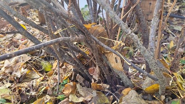 Как ОБРЕЗАТЬ СМОРОДИНУ осенью?ОМОЛАЖИВАЮЩАЯ и ОСЕННЯЯ ОБРЕЗКА смотреть онлайн