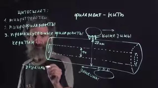 Лекция 5. Микротрубочки смотреть онлайн