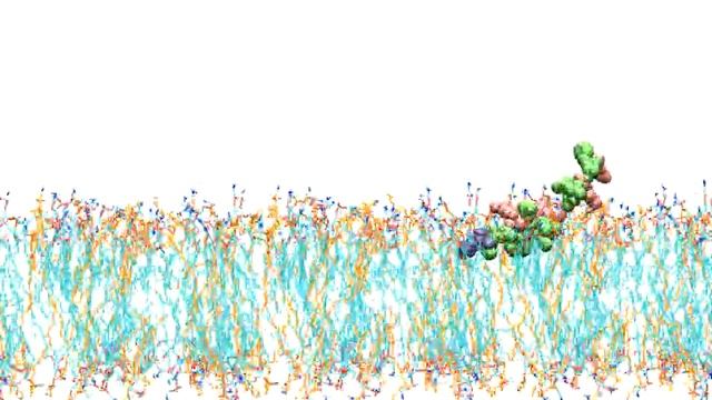 Adsorption of the AP1 Z5b anticancer peptide in the cancer cell membrane revealed by MD simulations смотреть онлайн