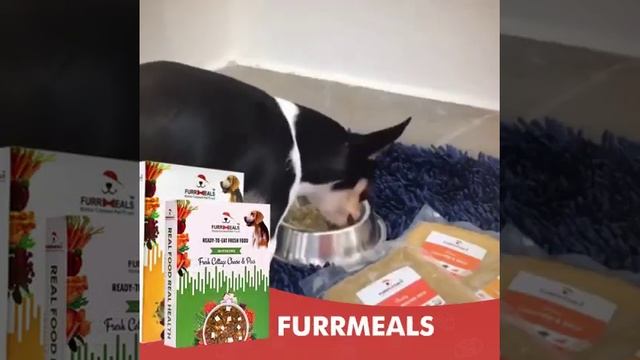 FurrMeals & Pawsindia смотреть онлайн