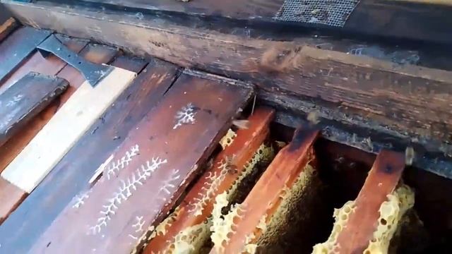 Улей № 21,где был двух маточный отводок ,через 16 дней после первой обработки смотреть онлайн