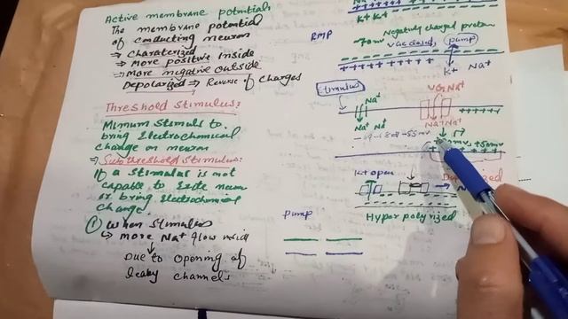 Acting Membrane Potentail and nerve impulse part2 смотреть онлайн