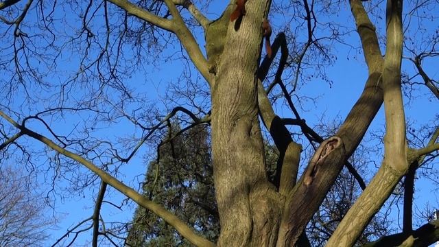 Squirrel funny playing смотреть онлайн