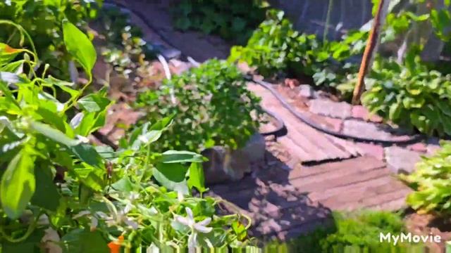 #чищу #бассейн #обрезаю #девичий #виноград