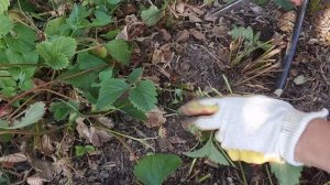 как обрезать клубнику после плодоношения