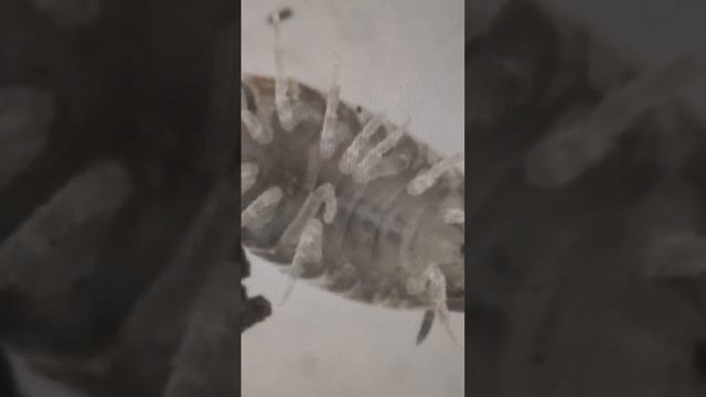 Under Microscope: Wood Lice or Isopoda is Crawling on Its Back. Kyiv, Ukraine. 03.March.2023. смотреть онлайн
