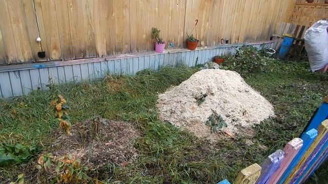 Укрытие роз на зиму отходами столярки смотреть онлайн