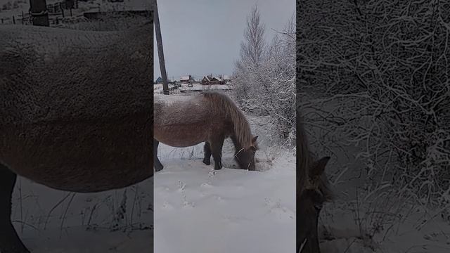 Экстремальная Жизнь! Якутские лошади смотреть онлайн