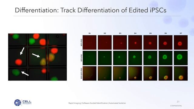 Novel methods for the development of stem cell-derived 2D and 3D models смотреть онлайн