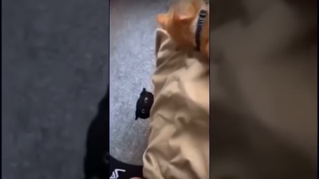 Думаю завести домашнего питомца смотреть онлайн