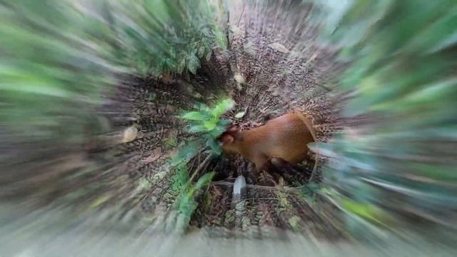 color, flora y fauna en el Jardín Botánico La Laguna. смотреть онлайн