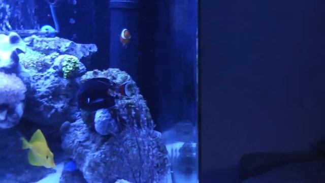 Red Sea Max 250 смотреть онлайн