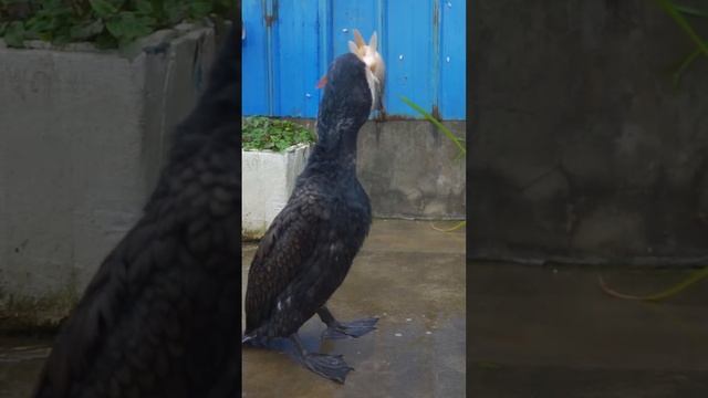 Бакланы любят есть карпа. смотреть онлайн