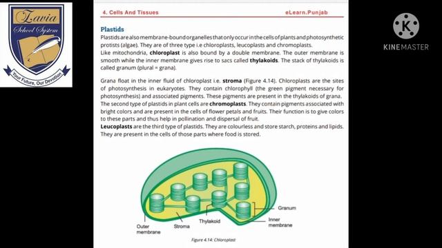 lecture 01 ch# 4, plastid class9th смотреть онлайн
