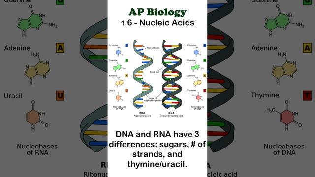 AP Bio - 1.6 DNA and RNA #apbiology #biochemistry смотреть онлайн