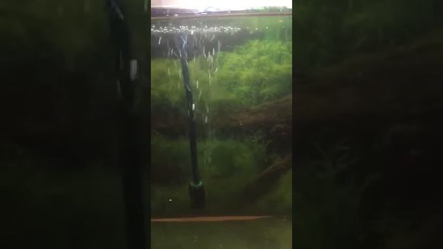 Размножение рыб 2этап!!! смотреть онлайн