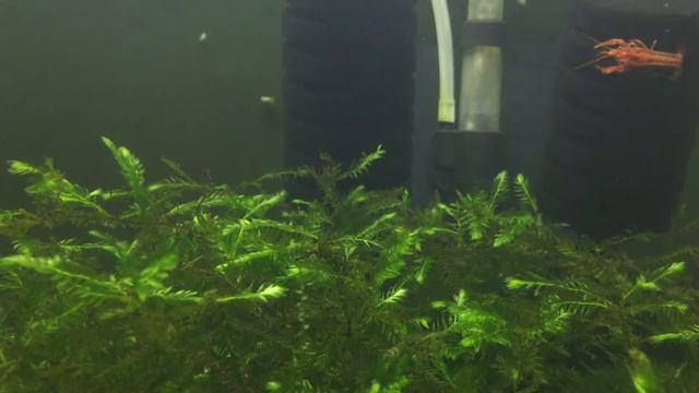 Fontinalis antipyretica смотреть онлайн