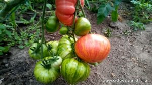 Показываю помидоры у томата "Полосатые щечки"