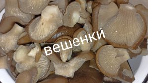 Вешенка маринованная