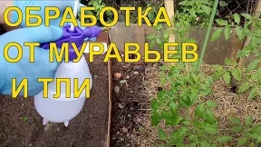 Как избавиться от муравьев и тли на растениях_Чем я обрабатываю_Способ 1 смотреть онлайн