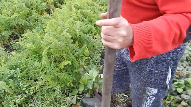 Пересадка виктории по совету смотреть онлайн